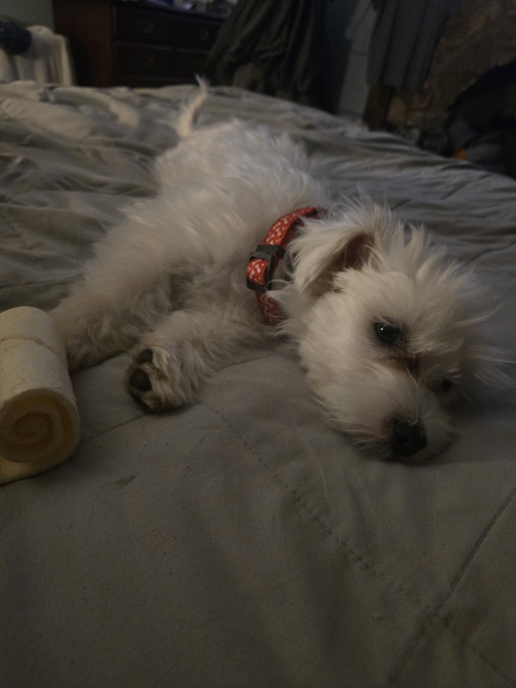 7 month old Maltese puppy needs a good home