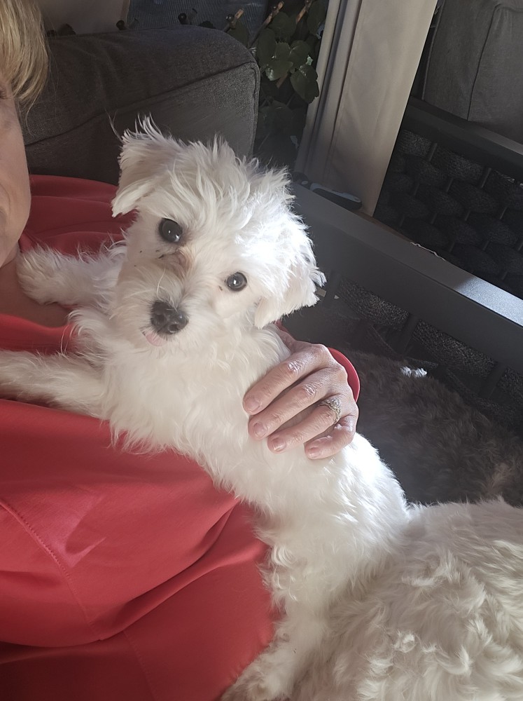 7 month old Maltese puppy needs a good home