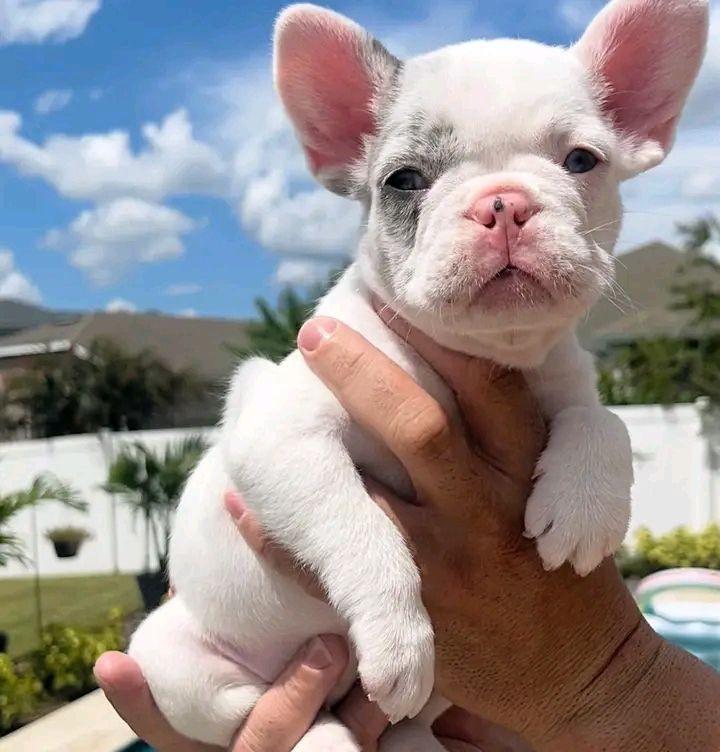 French Bulldog Puppies 8 Weeks Old, Ready for Adoption