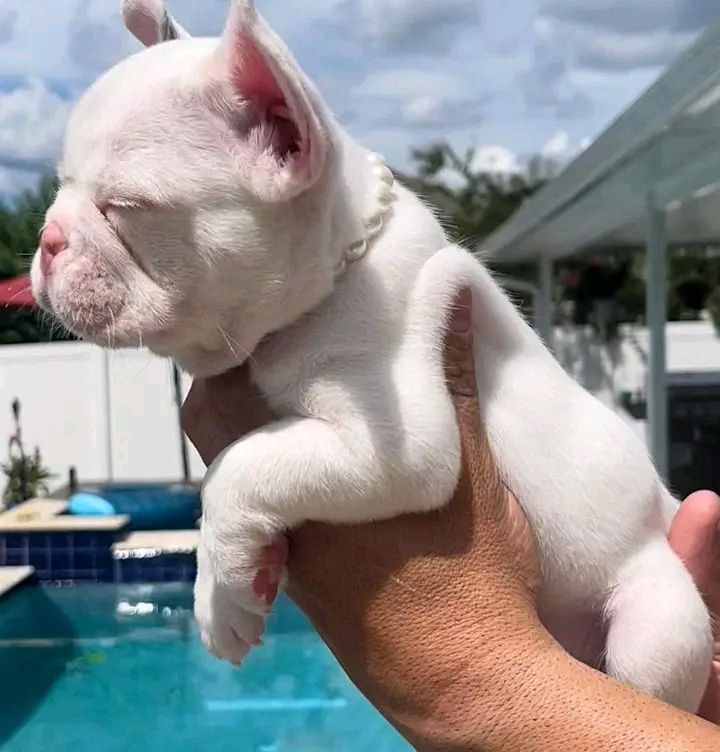 French Bulldog Puppies 8 Weeks Old, Ready for Adoption