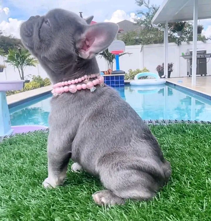 French Bulldog Puppies 8 Weeks Old, Ready for Adoption