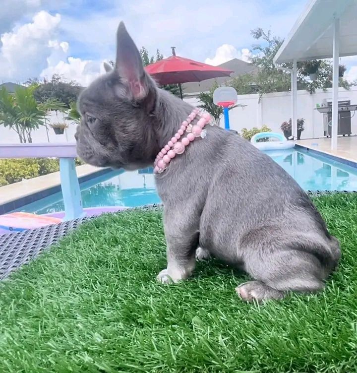 French Bulldog Puppies 8 Weeks Old, Ready for Adoption