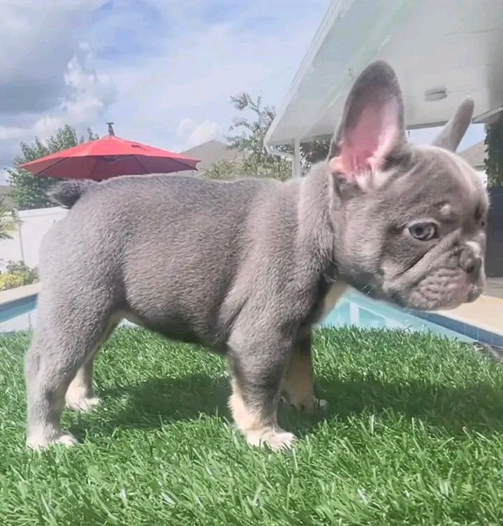 French Bulldog Puppies 8 Weeks Old, Ready for Adoption