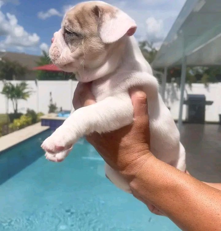 French Bulldog Puppies 8 Weeks Old, Ready for Adoption