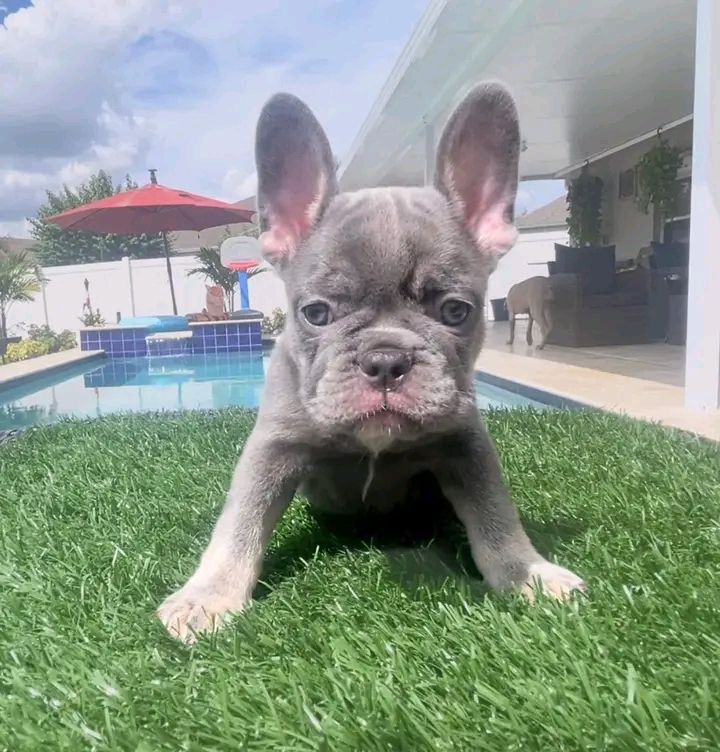 French Bulldog Puppies 8 Weeks Old, Ready for Adoption