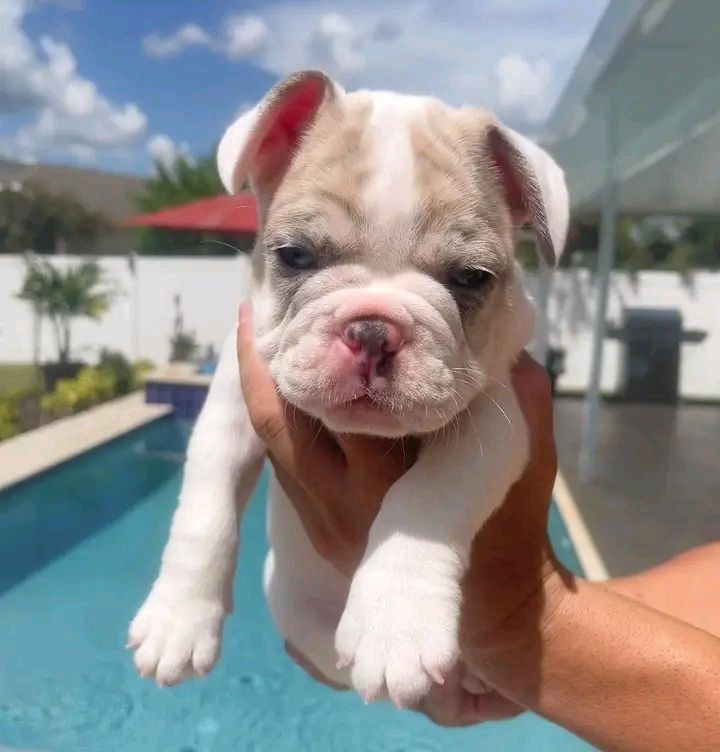 French Bulldog Puppies 8 Weeks Old, Ready for Adoption