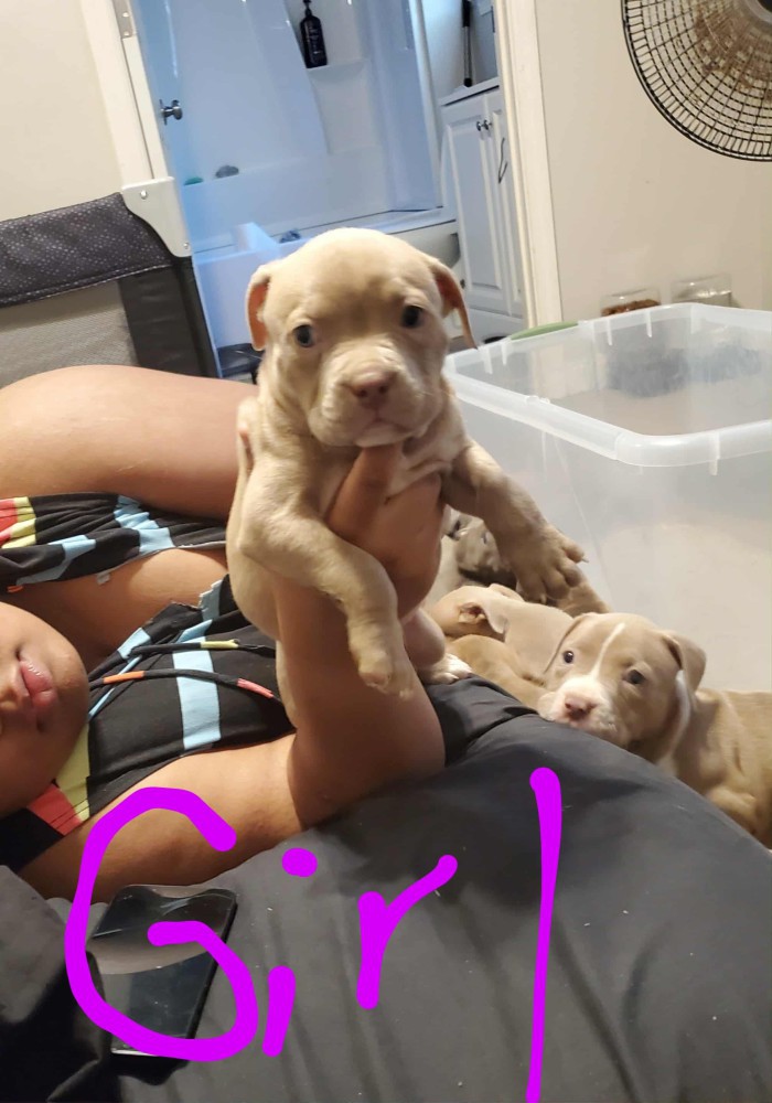 Pocket bully an blue/red nose