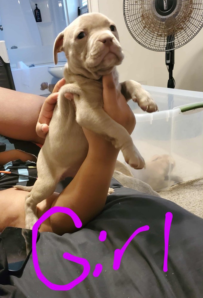 Pocket bully an blue/red nose