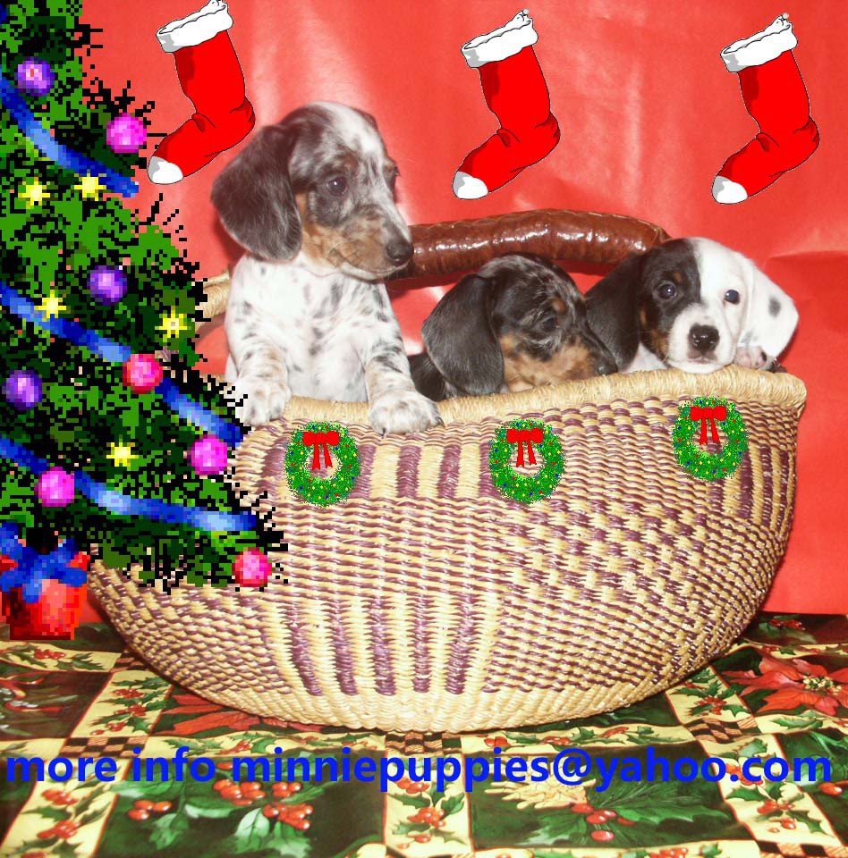Dachshund puppies READY TO GO HOME