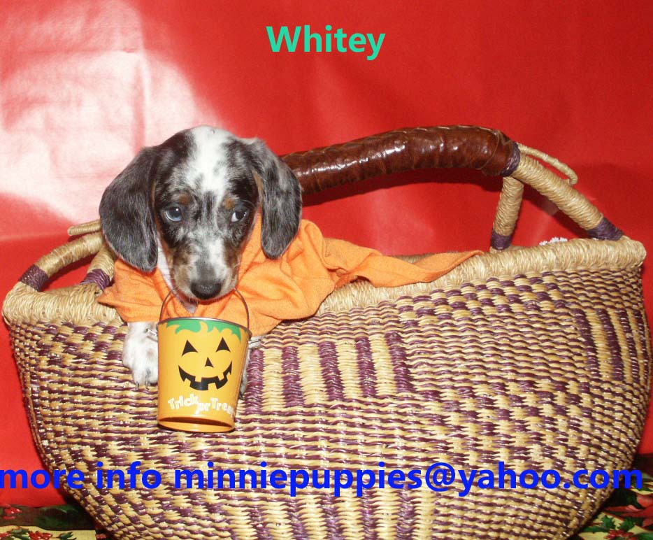 Dachshund puppies READY TO GO HOME