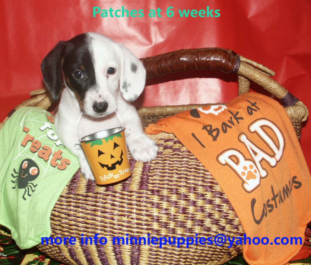 Dachshund puppies READY TO GO HOME