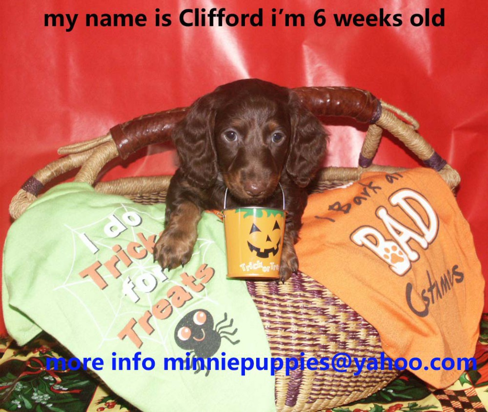 Dachshund puppies READY TO GO HOME