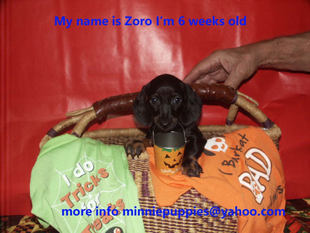 Dachshund puppies READY TO GO HOME