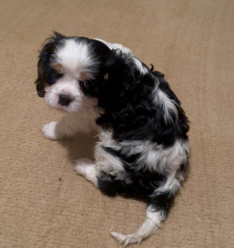 Purebred Cavalier King Charles Tri male puppy DNA tested