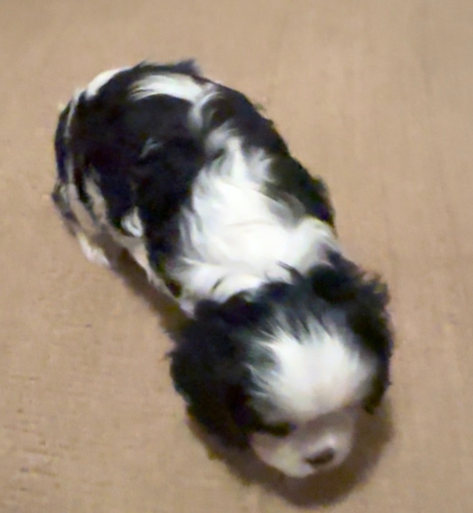 Purebred Cavalier King Charles Tri male puppy DNA tested