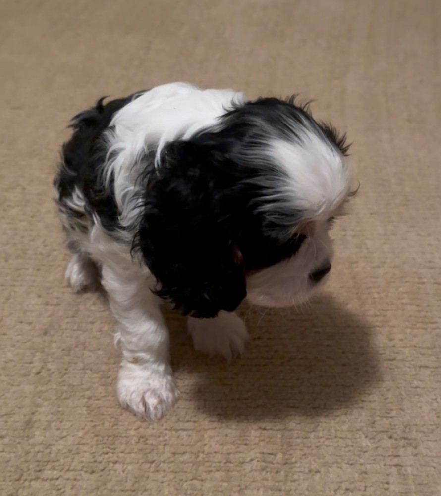 Purebred Cavalier King Charles Tri male puppy DNA tested