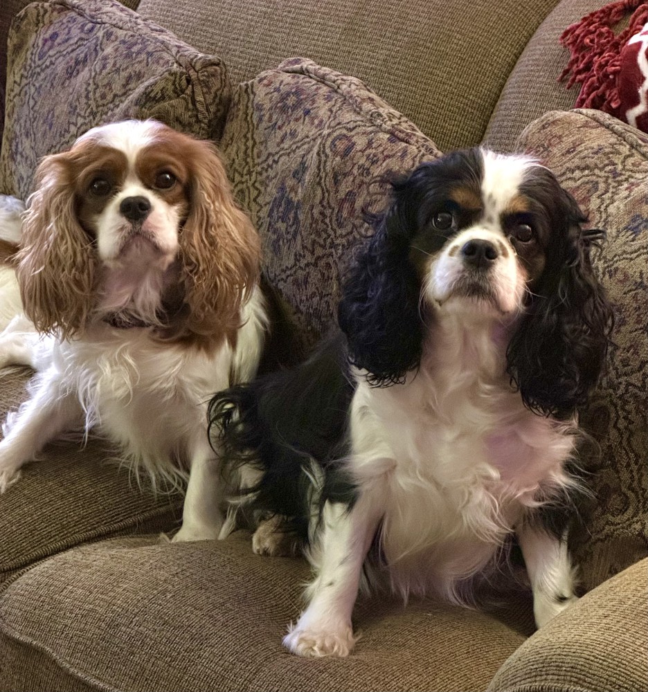 Purebred Cavalier King Charles Tri male puppy DNA tested