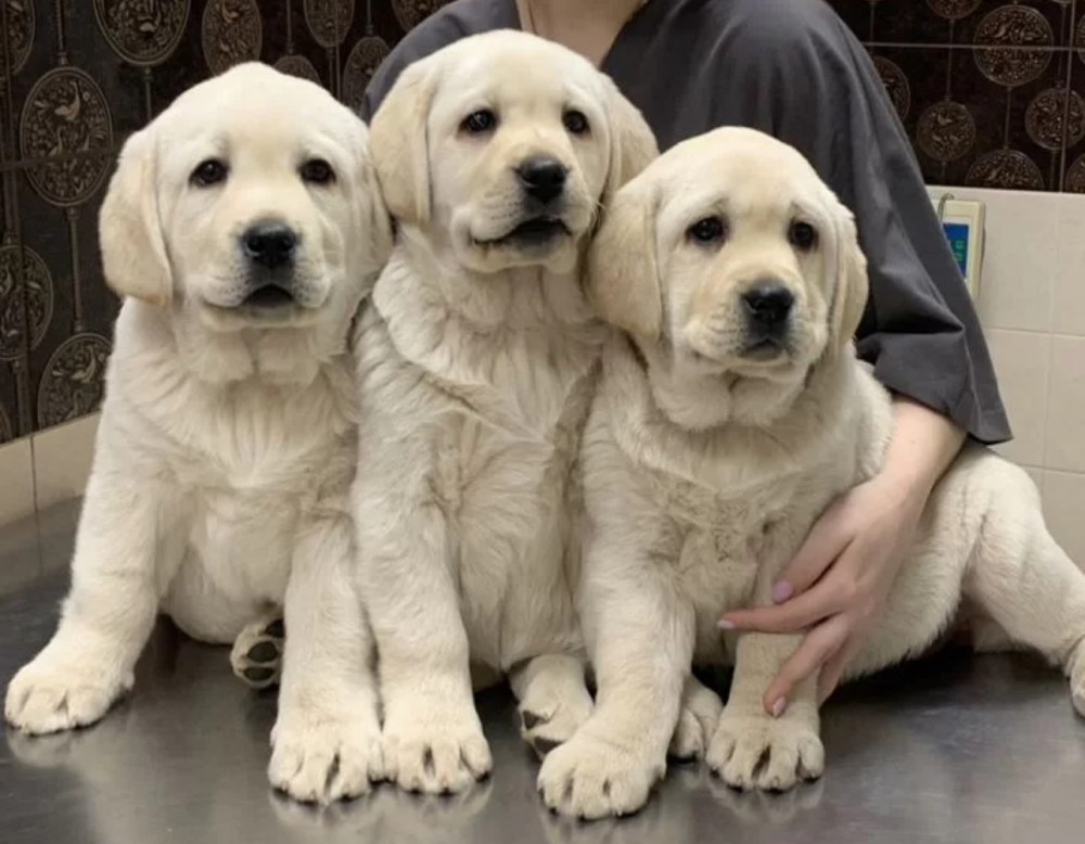 Adorable Labrador Puppies for Sale, 2 Boys and 1 Girl, San Diego (California)