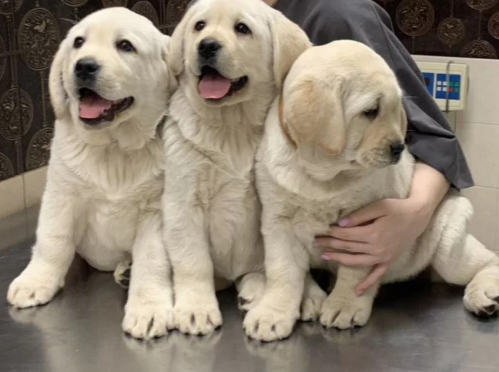 Adorable Labrador Puppies for Sale, 2 Boys and 1 Girl, San Diego (California)