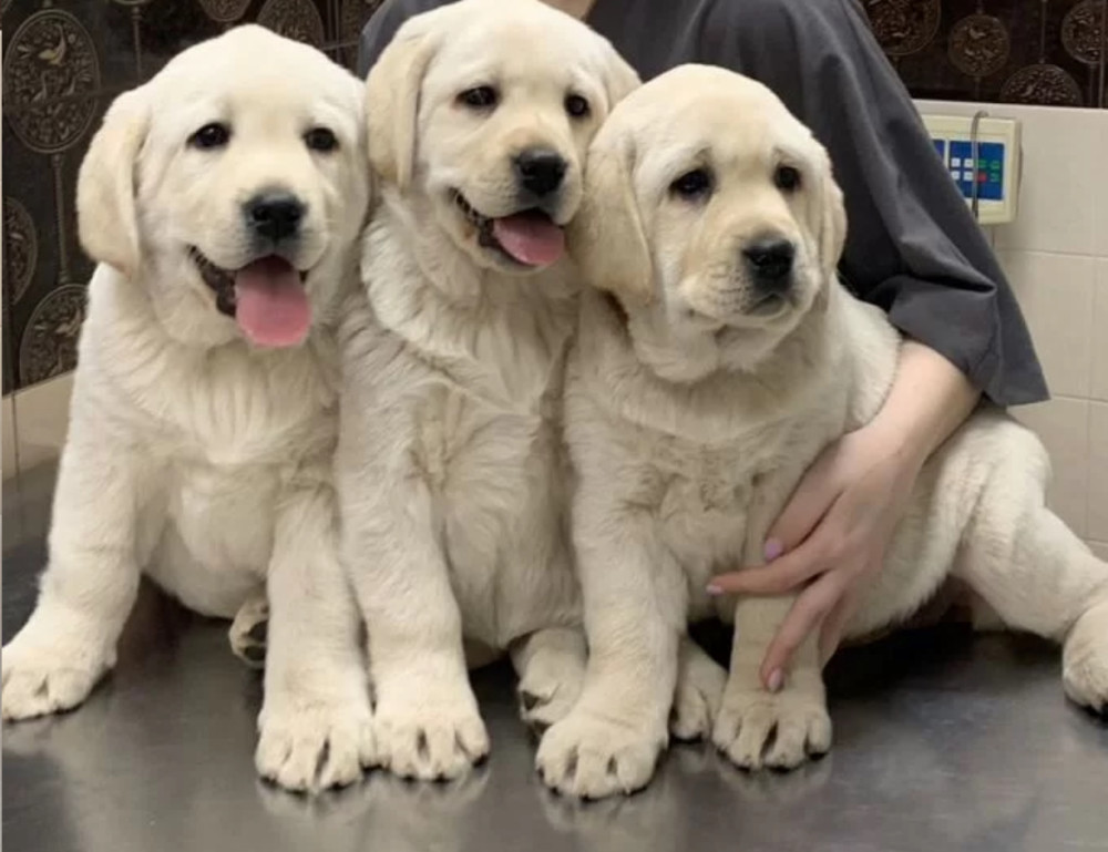 Adorable Labrador Puppies for Sale, 2 Boys and 1 Girl, San Diego (California)