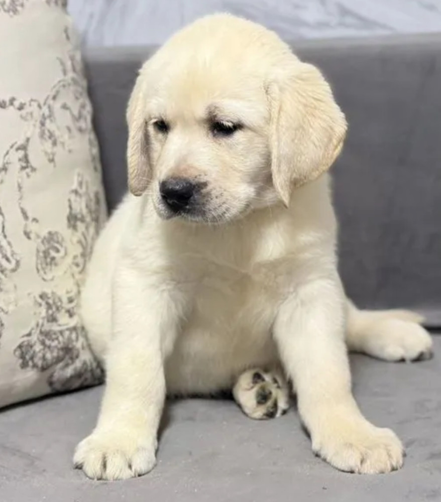 Labrador Girl for Sale in Jacksonville (Florida)