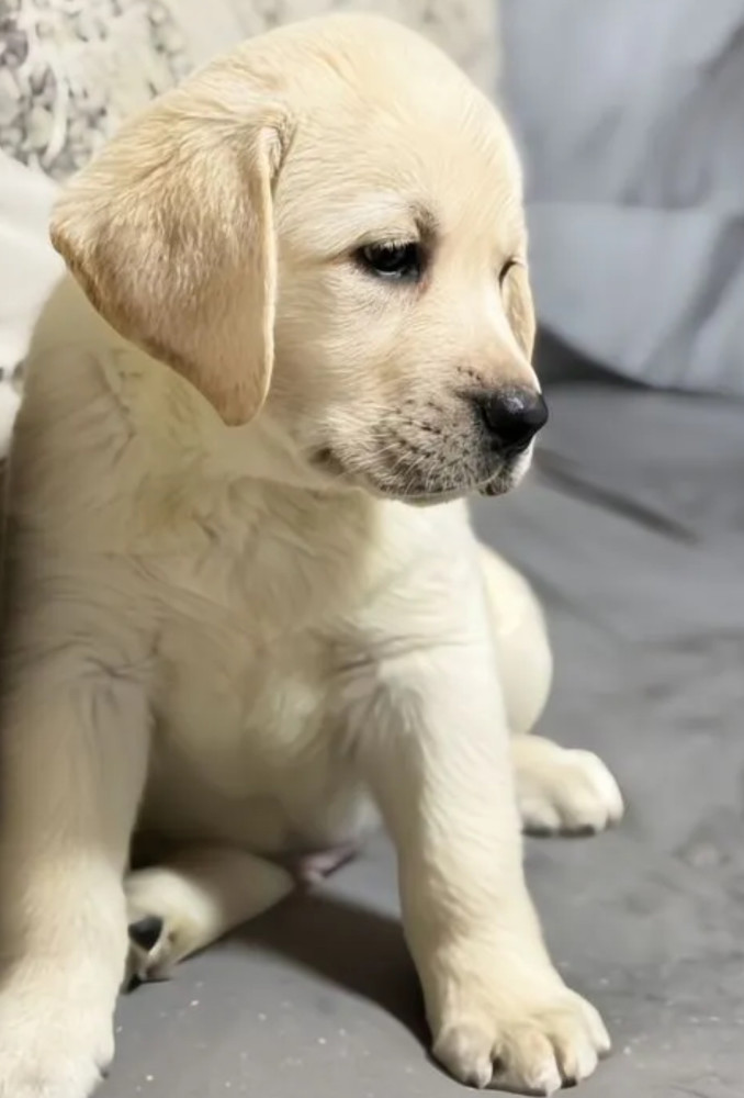 Labrador Girl for Sale in Jacksonville (Florida)