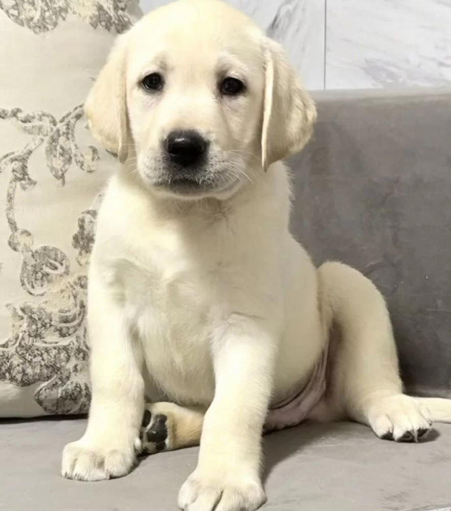 Labrador Girl for Sale in Jacksonville (Florida)