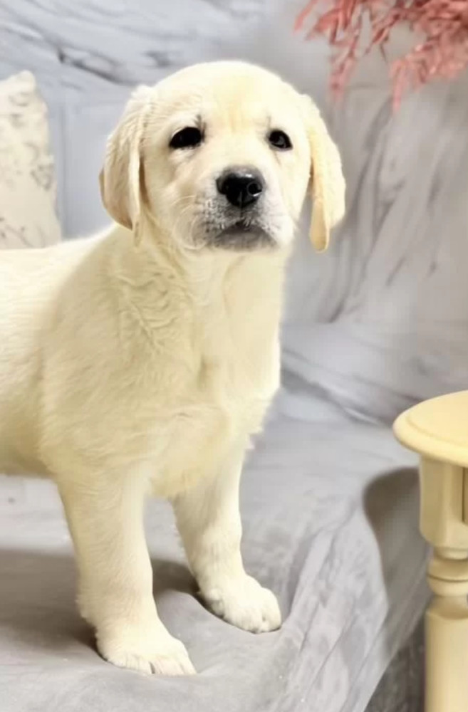 Labrador Girl for Sale in Jacksonville (Florida)