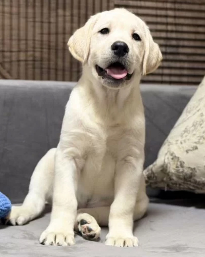 Labrador Girl for Sale in Jacksonville (Florida)