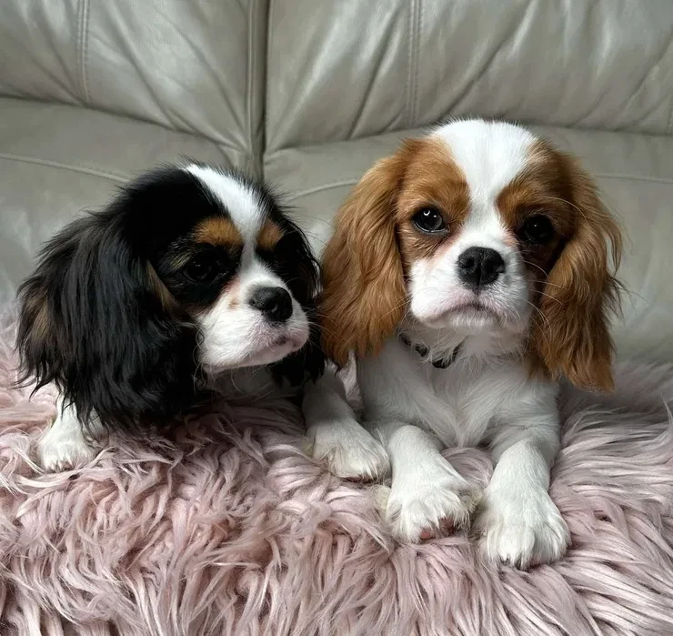 Cavalier King Charles Spaniel puppies, 7 weeks old, Lockwood (Missouri)