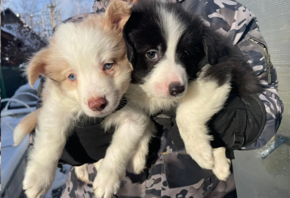 Border Collie Puppies for Sale in Dallas (Texas)