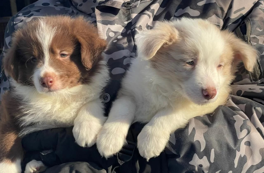 Border Collie Puppies for Sale in Dallas (Texas)