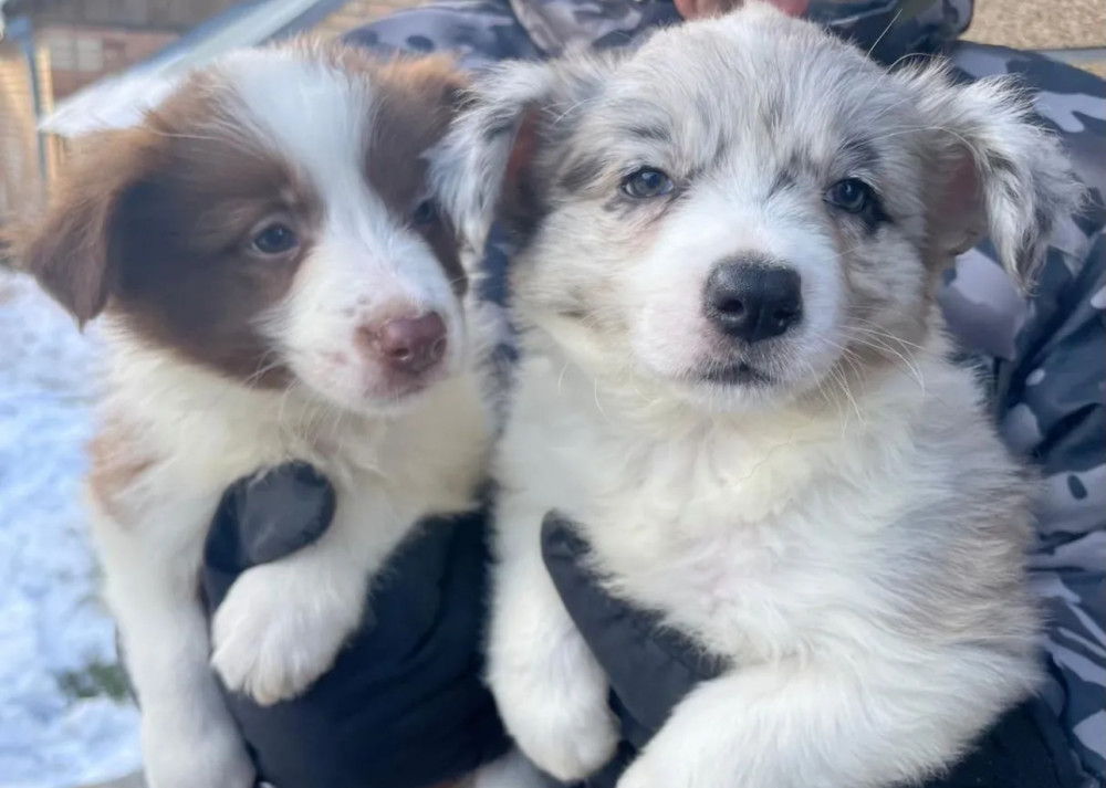 Border Collie Puppies for Sale in Dallas (Texas)