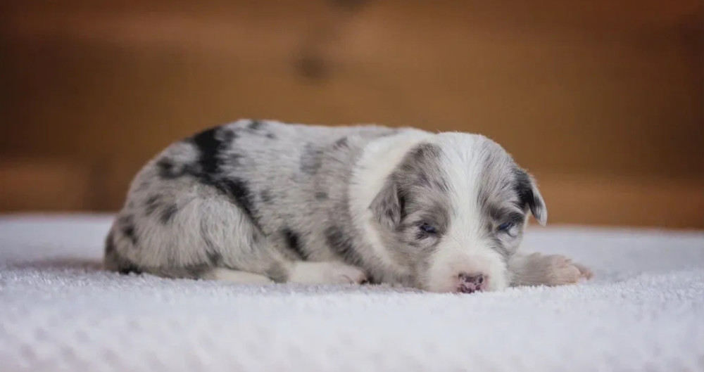 Long-Haired Collie Boy for Sale in Manhattan (New York)