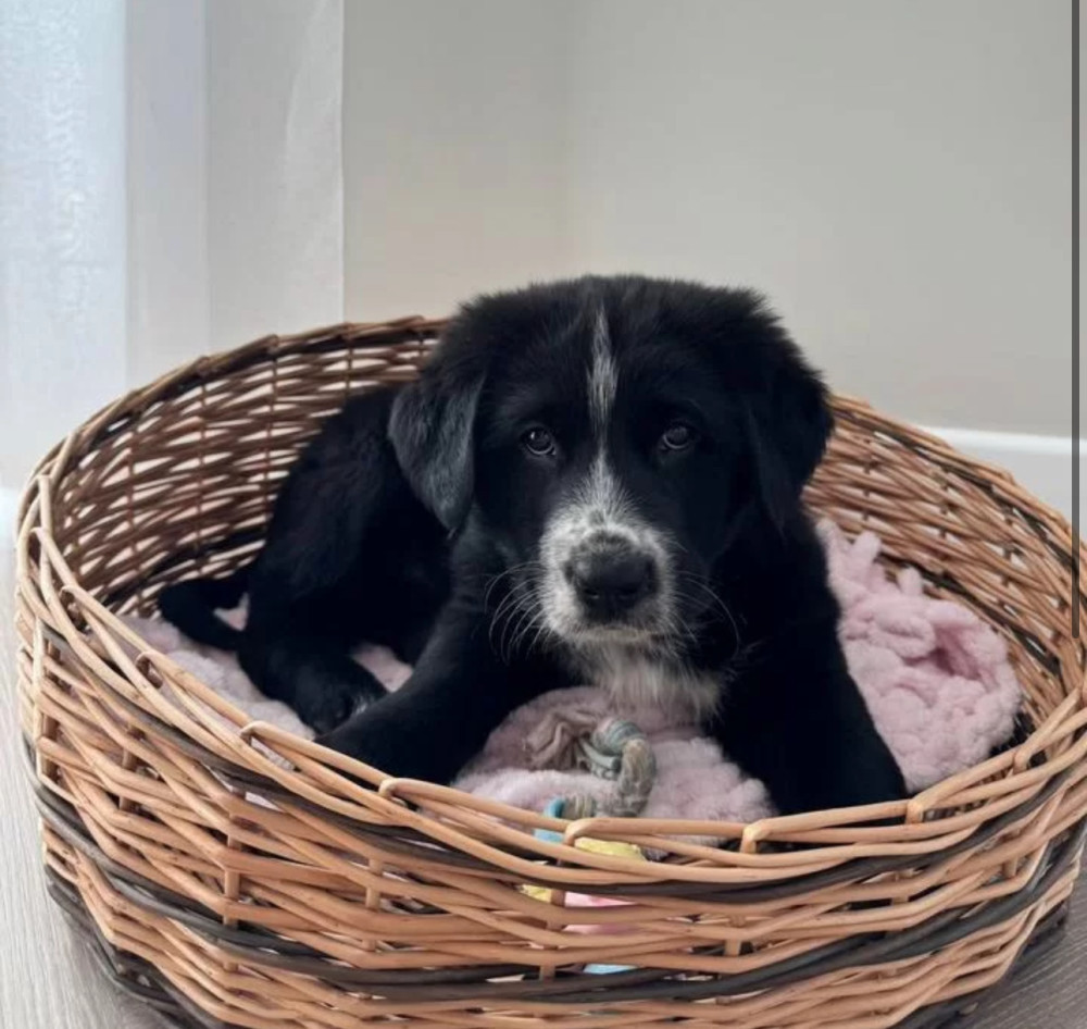 Scottish Collie Girl and Boy Looking for a Home in Fort Worth (Texas)