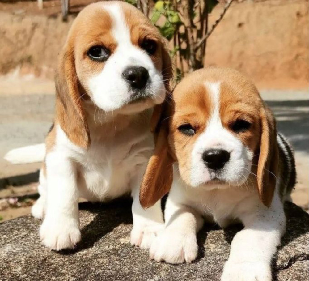 Beagle Puppies (Girls) for Sale in the Bronx (New York)