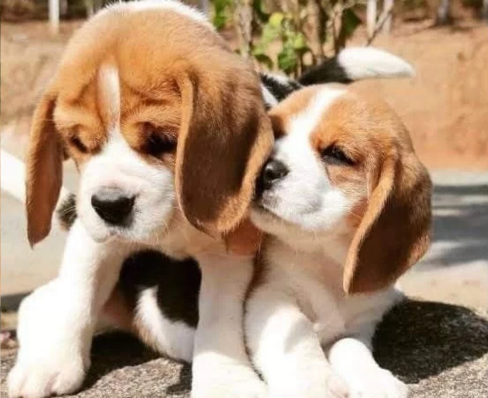 Beagle Puppies (Girls) for Sale in the Bronx (New York)