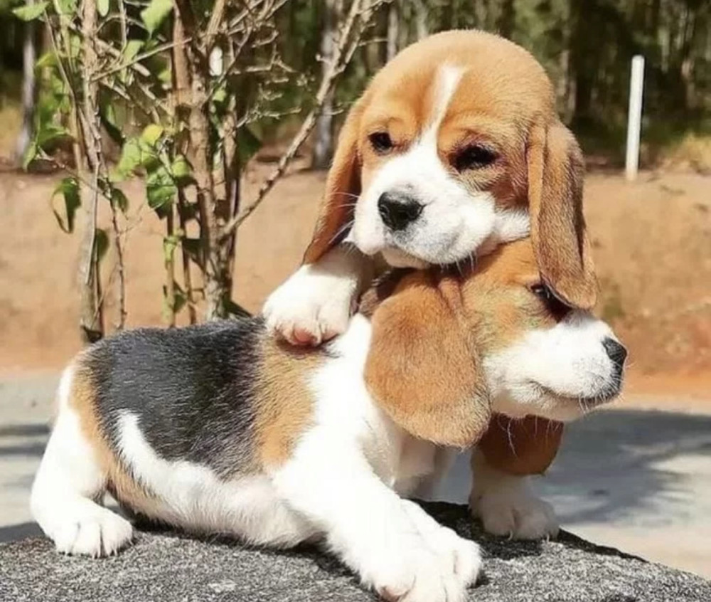 Beagle Puppies (Girls) for Sale in the Bronx (New York)