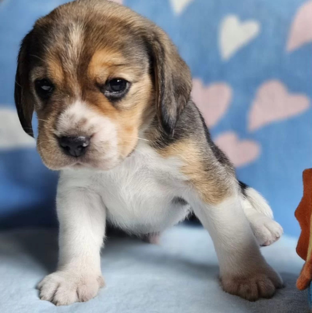 Purebred Beagle Boy for Sale, Florida