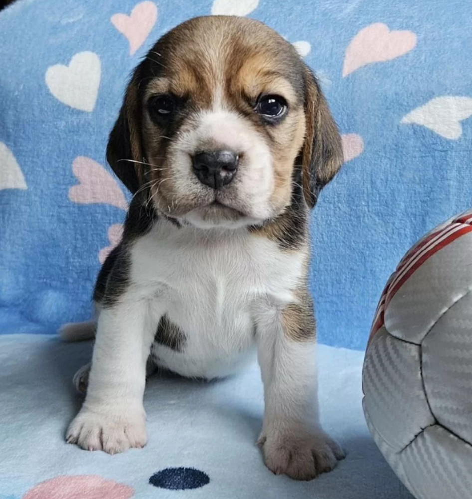 Purebred Beagle Boy for Sale, Florida