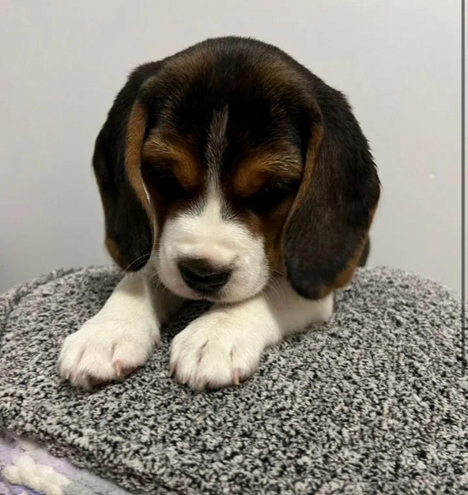 Beagle Puppies with Full Documents for Sale in Queens (New York)