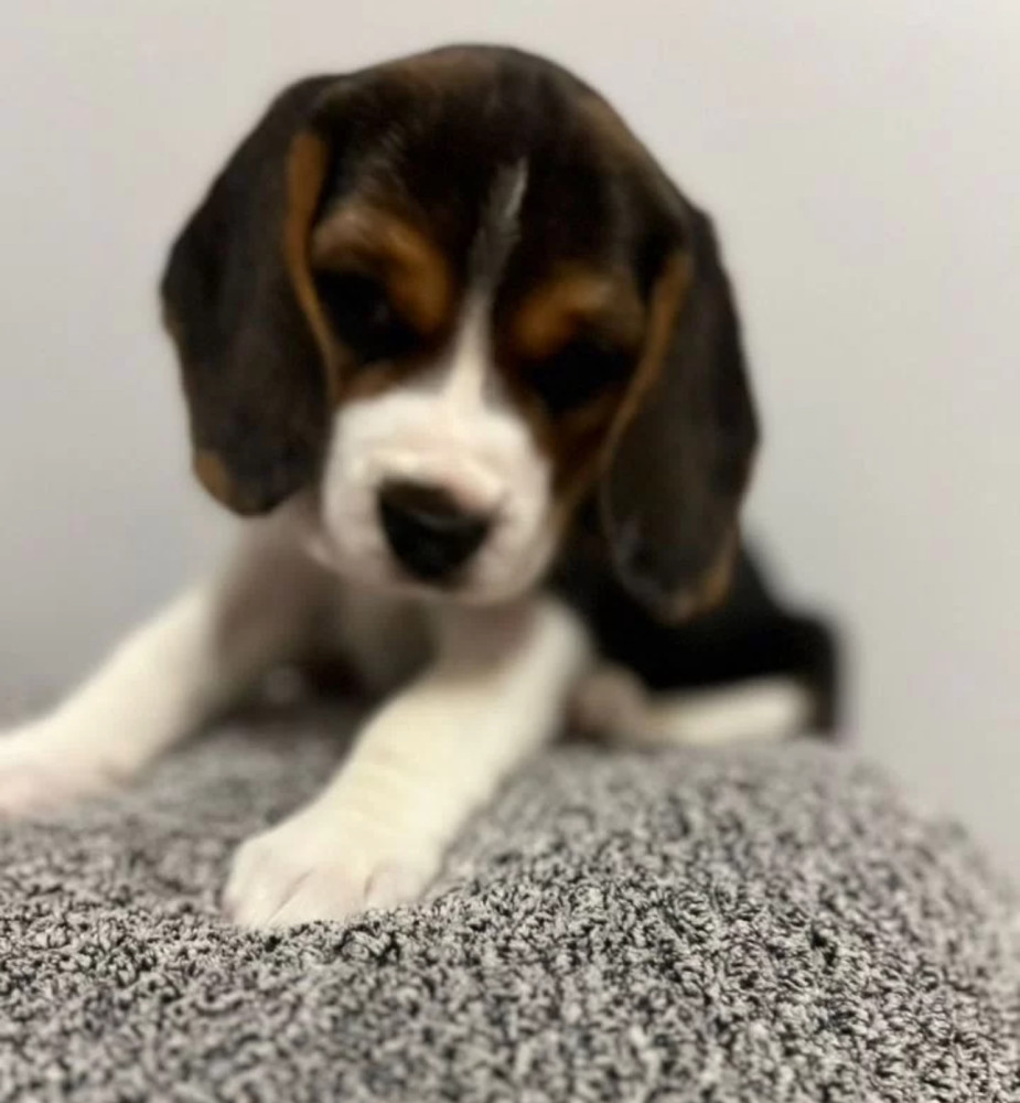 Beagle Puppies with Full Documents for Sale in Queens (New York)