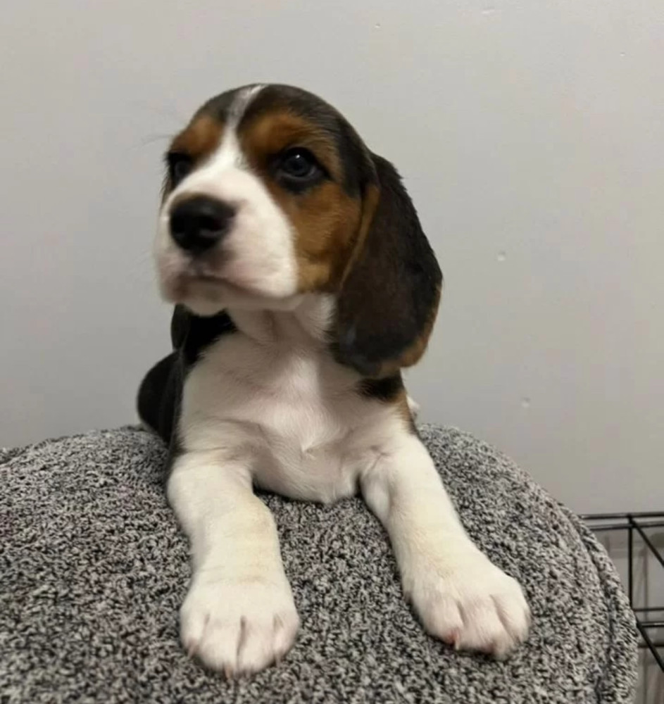 Beagle Puppies with Full Documents for Sale in Queens (New York)