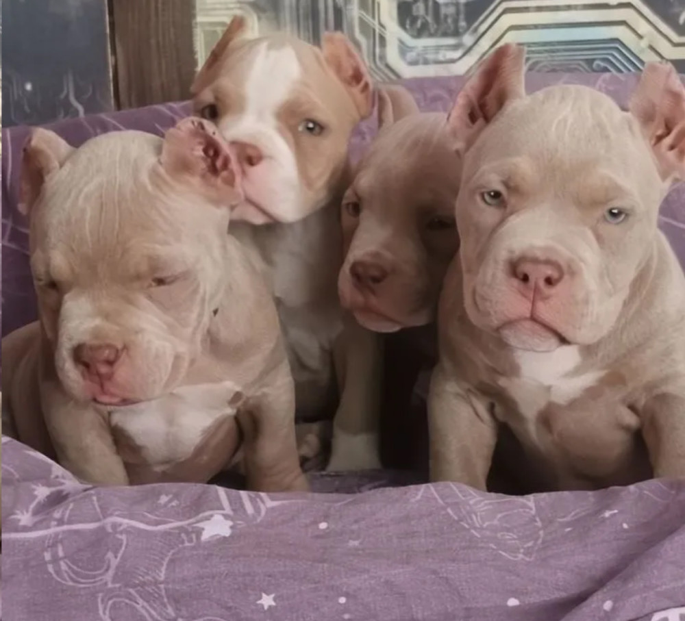 American Pitbull Puppies for Sale in Philadelphia (Pennsylvania)