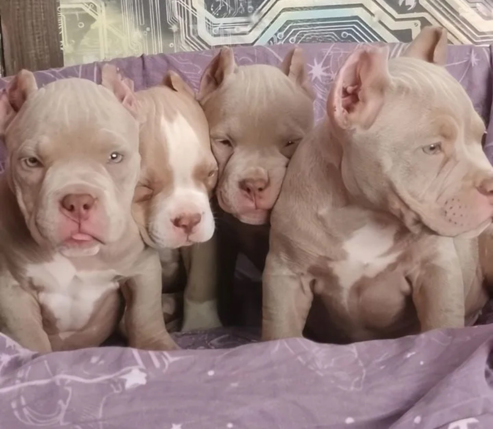 American Pitbull Puppies for Sale in Philadelphia (Pennsylvania)