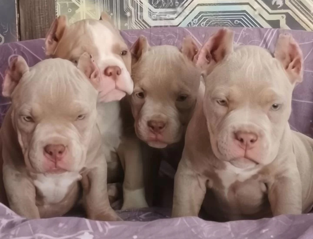 American Pitbull Puppies for Sale in Philadelphia (Pennsylvania)