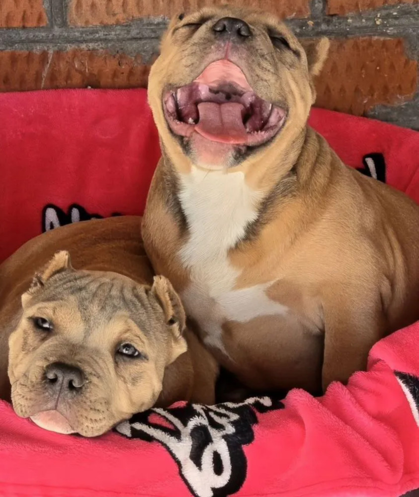 Two Pitbull Terrier Boys for Sale, 2 Months Old (Salem, Massachusetts)