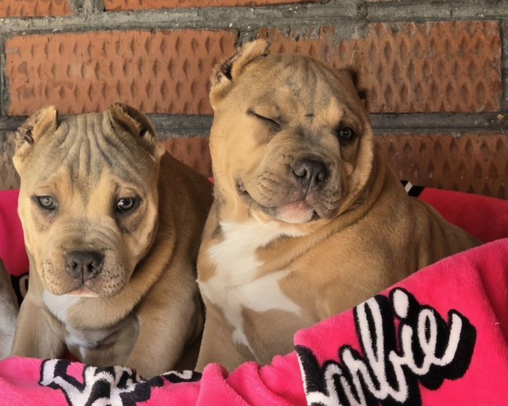 Two Pitbull Terrier Boys for Sale, 2 Months Old (Salem, Massachusetts)