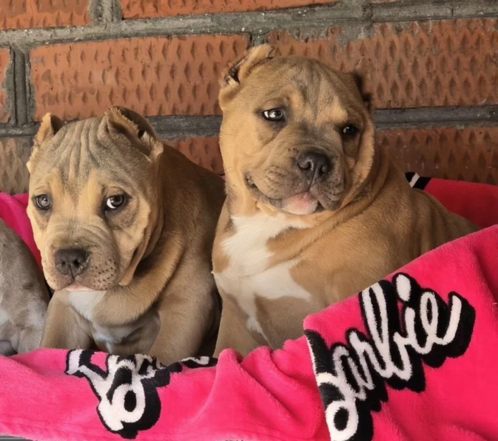 Two Pitbull Terrier Boys for Sale, 2 Months Old (Salem, Massachusetts)