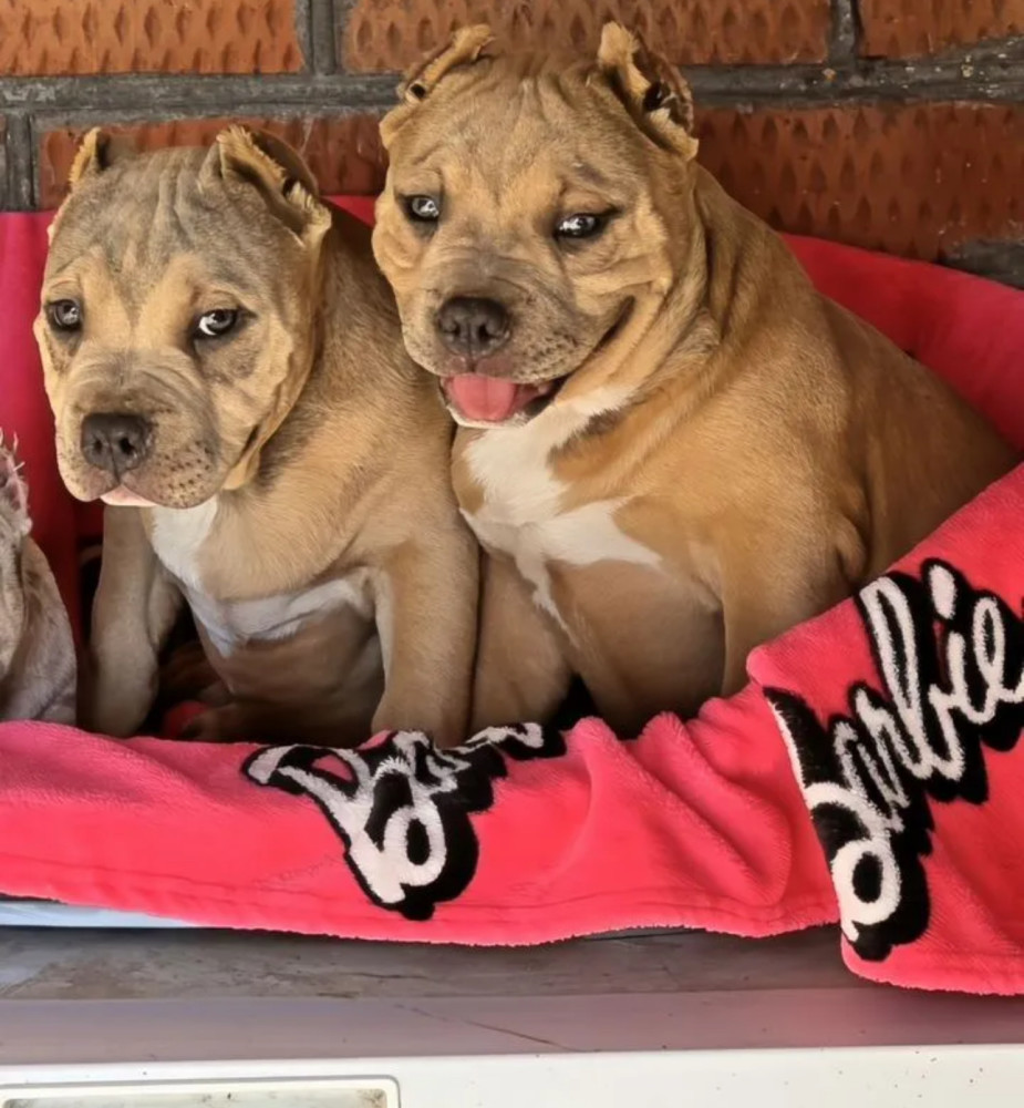Two Pitbull Terrier Boys for Sale, 2 Months Old (Salem, Massachusetts)